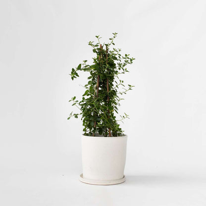 Other Garden Plants Säckelblume - Ceanothus Thyrsiflorus Repens - Höhe 60-70Cm - ⌀17Cm 