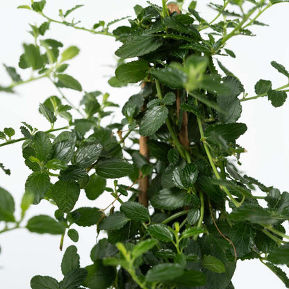 Other Garden Plants Säckelblume - Ceanothus Thyrsiflorus Repens - Höhe 60-70Cm - ⌀17Cm 