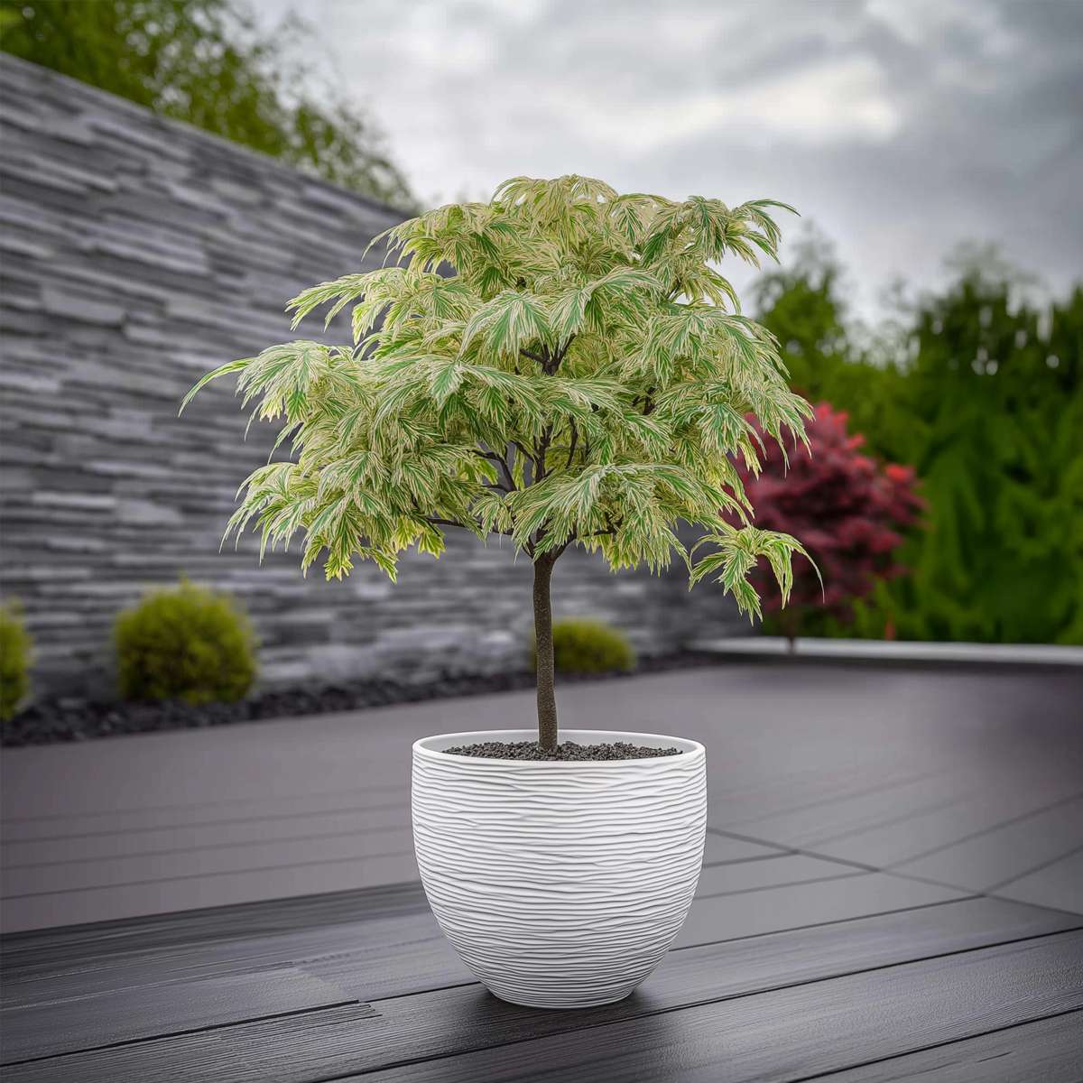 Japanese Maples Japanischer Ahorn - 2 Stk - Acer Palmatum 'Ukigumo' - Höhe 50-60Cm - ⌀19Cm 