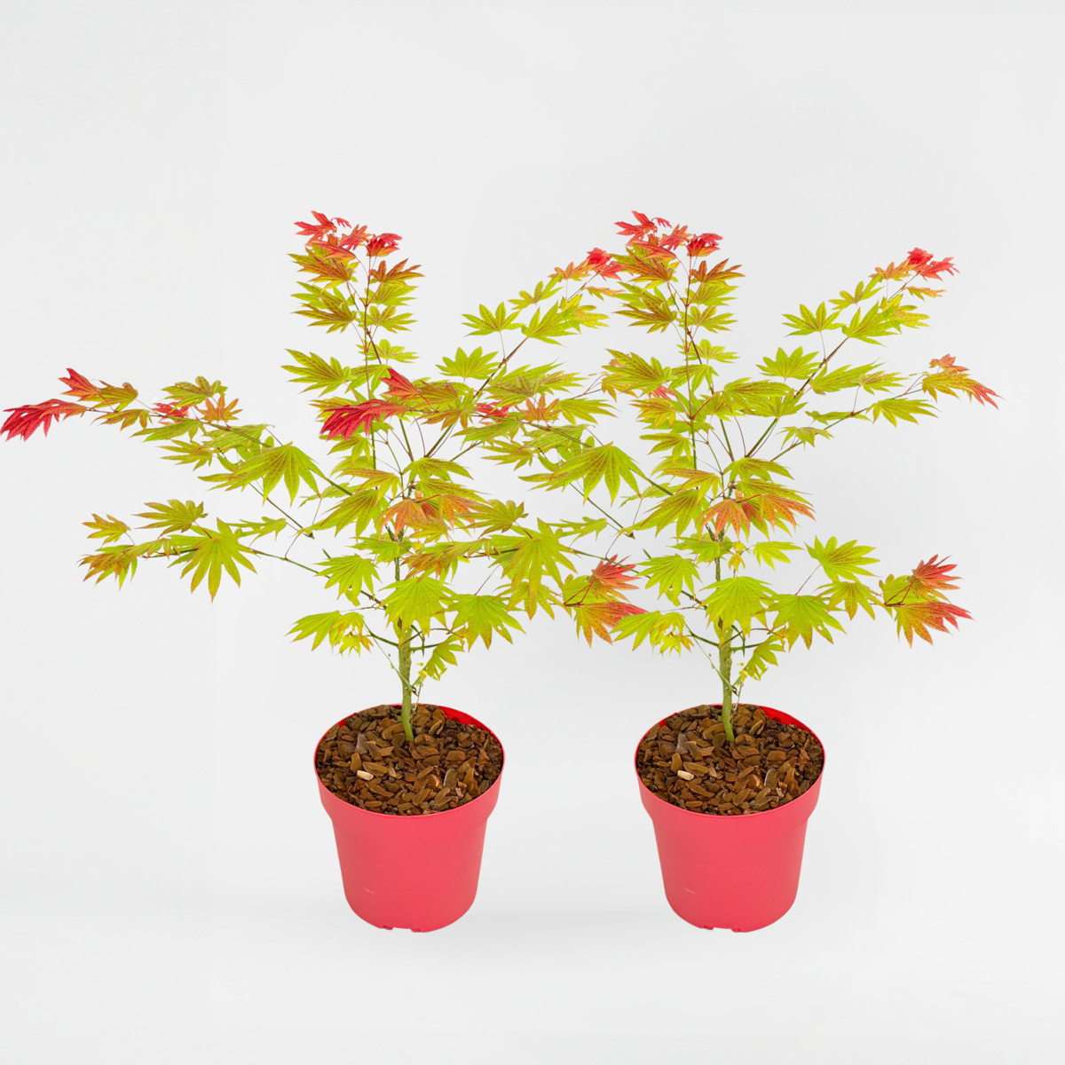 Japanese Maples Japanischer Ahorn - 2 Stk - Acer Palmatum 'Moonrise' - Höhe 40-50Cm - ⌀19Cm 
