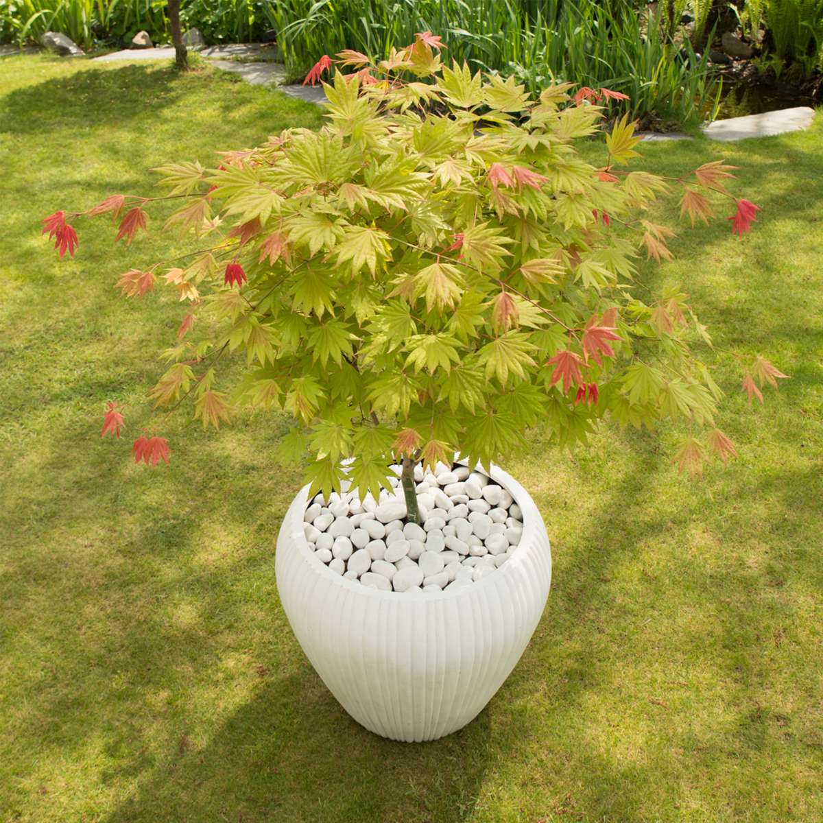 Japanese Maples Japanischer Ahorn - 2 Stk - Acer Palmatum 'Moonrise' - Höhe 40-50Cm - ⌀19Cm 