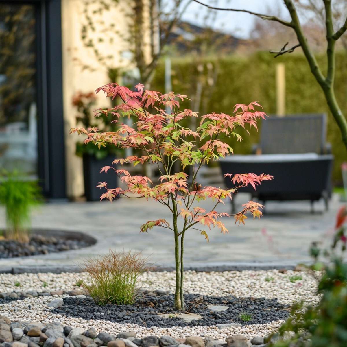 Japanese Maples Japanischer Ahorn - 2 Stk - Acer Palmatum 'Moonrise' - Höhe 40-50Cm - ⌀19Cm 