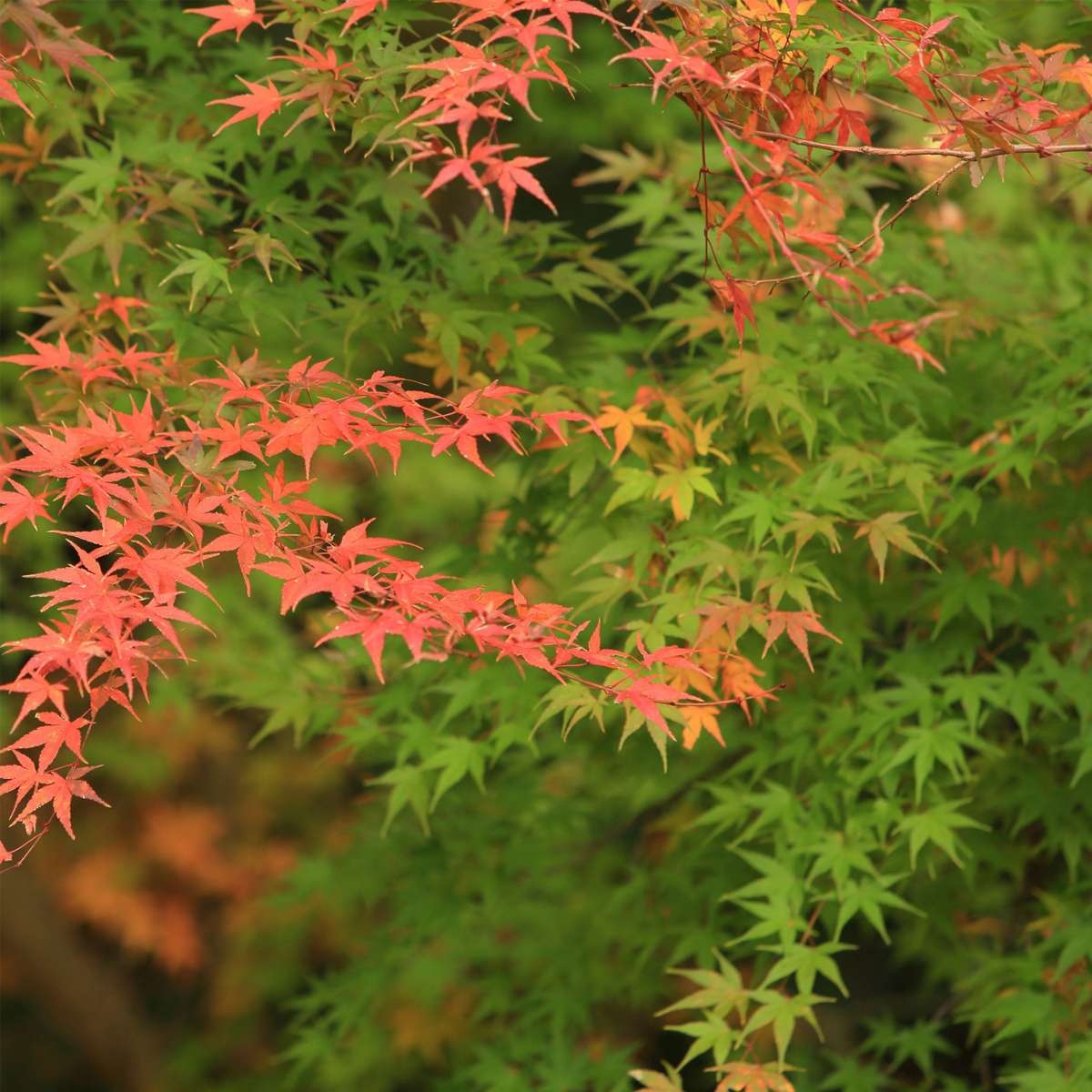 Japanese Maples Japanischer Ahorn - 2 Stk - Acer Palmatum 'Moonrise' - Höhe 40-50Cm - ⌀19Cm 