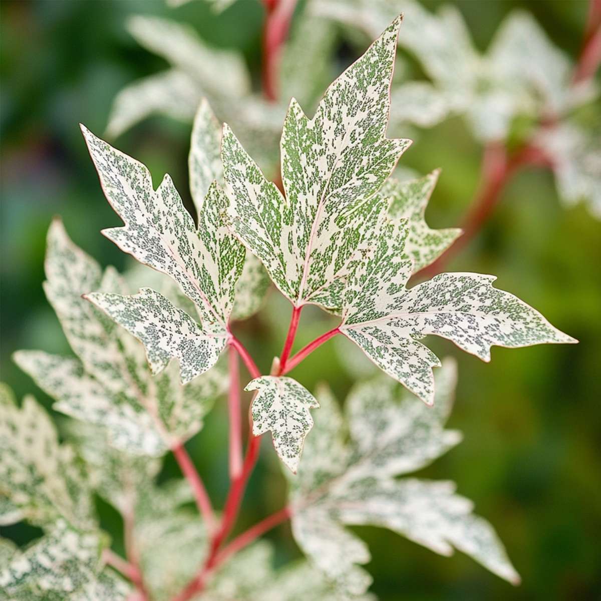 Japanese Maples Japanischer Ahorn - Acer Palmatum 'Ukigumo' - Höhe 50-60Cm - ⌀19Cm 