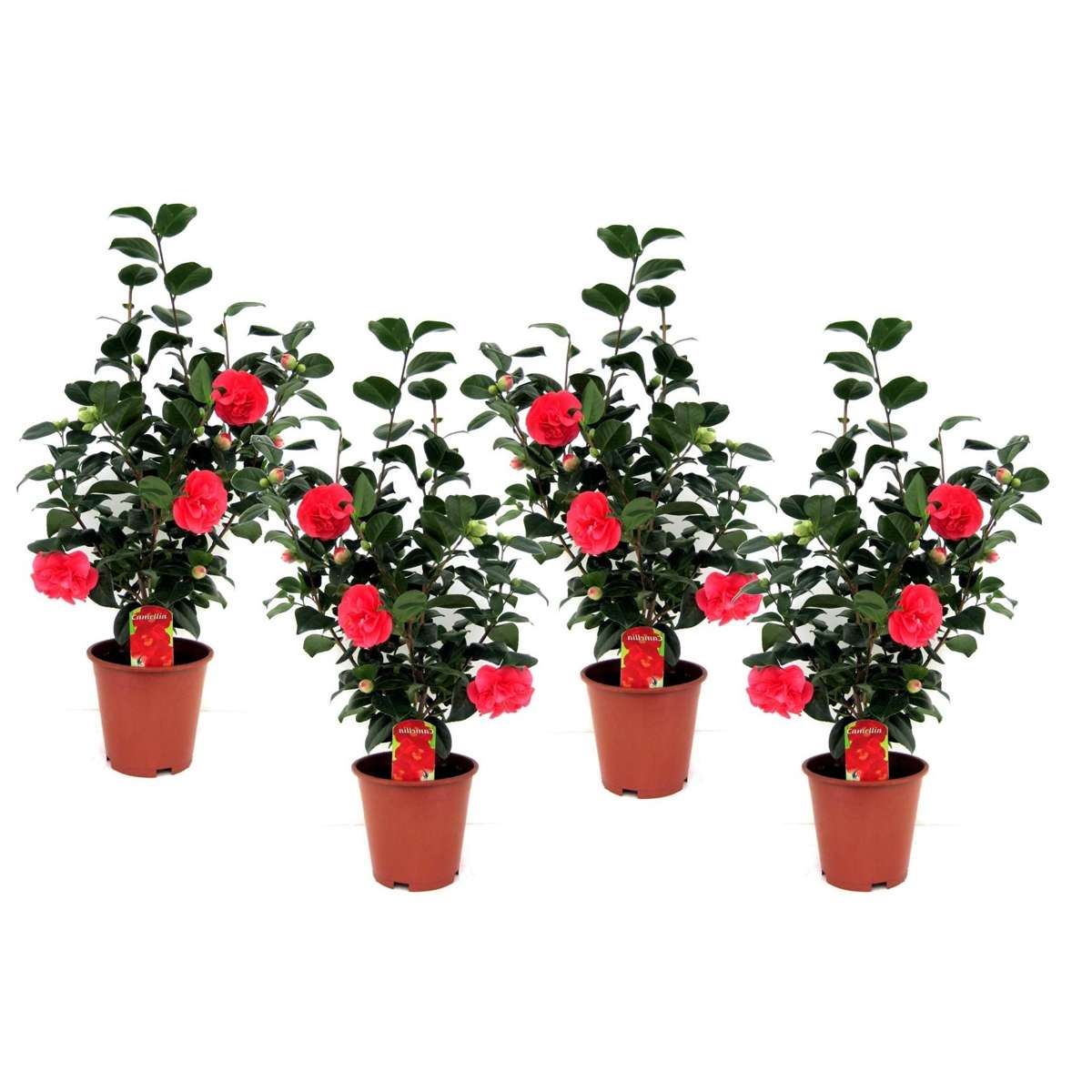 Roses Japanische Rose - 4 Stk - Camellia Japonica Lady Campbell - Höhe 60-70Cm - ⌀19Cm 