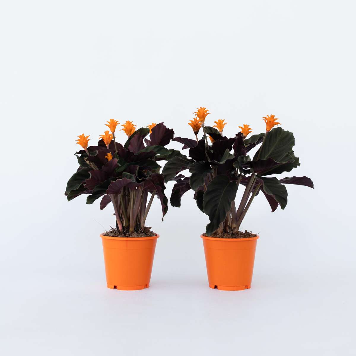 Calathea Korbmarante - 2 Stk - Calathea Crocata 'Tassmania' - Höhe 40-50Cm - ⌀14Cm 