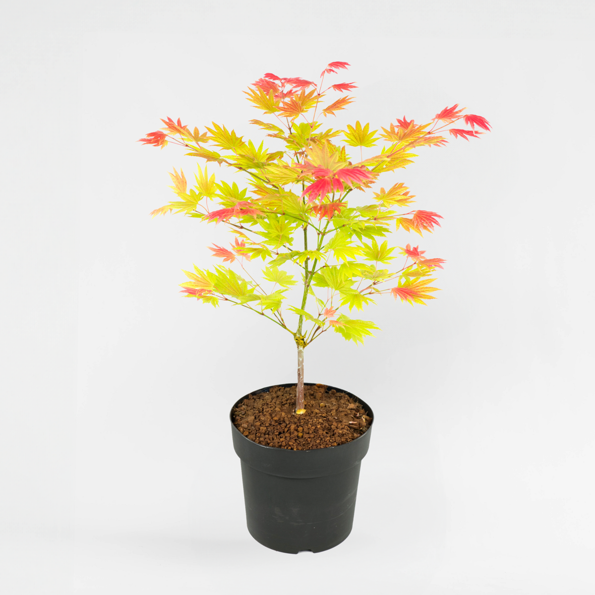 Japanese Maples Japanischer Ahorn - Acer Palmatum 'Moonrise' - Höhe 40-50Cm - ⌀19Cm 