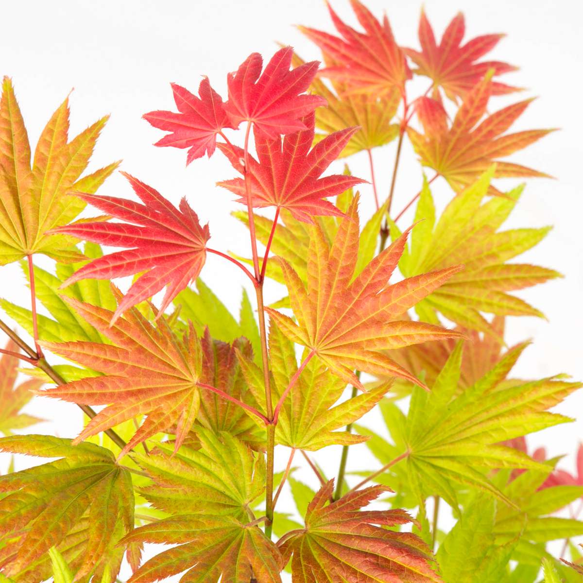 Japanese Maples Japanischer Ahorn - Acer Palmatum 'Moonrise' - Höhe 40-50Cm - ⌀19Cm 