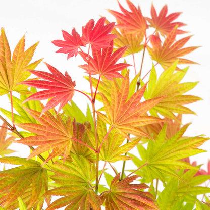 Japanese Maples Japanischer Ahorn - Acer Palmatum 'Moonrise' - Höhe 40-50Cm - ⌀19Cm 