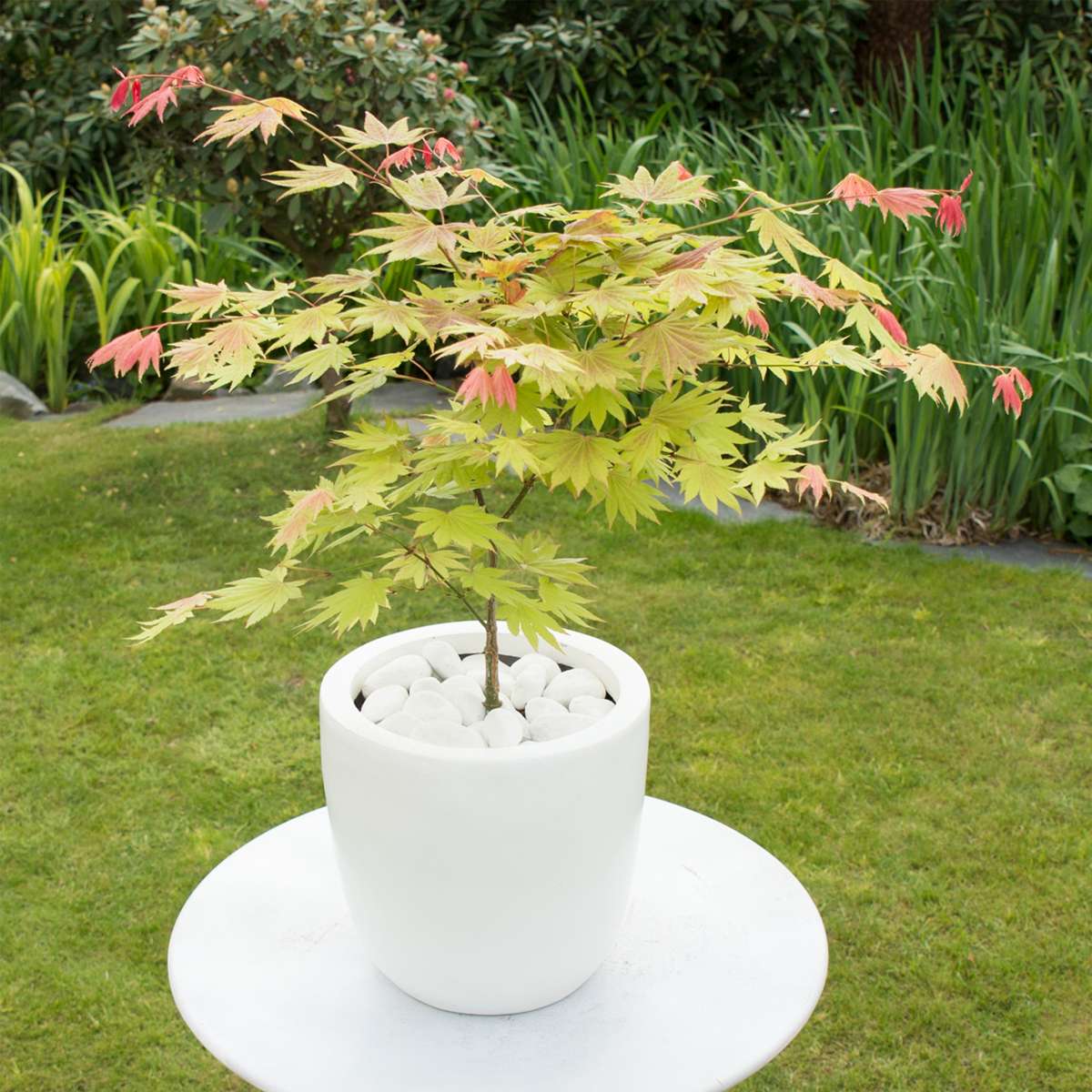 Japanese Maples Japanischer Ahorn - Acer Palmatum 'Moonrise' - Höhe 40-50Cm - ⌀19Cm 