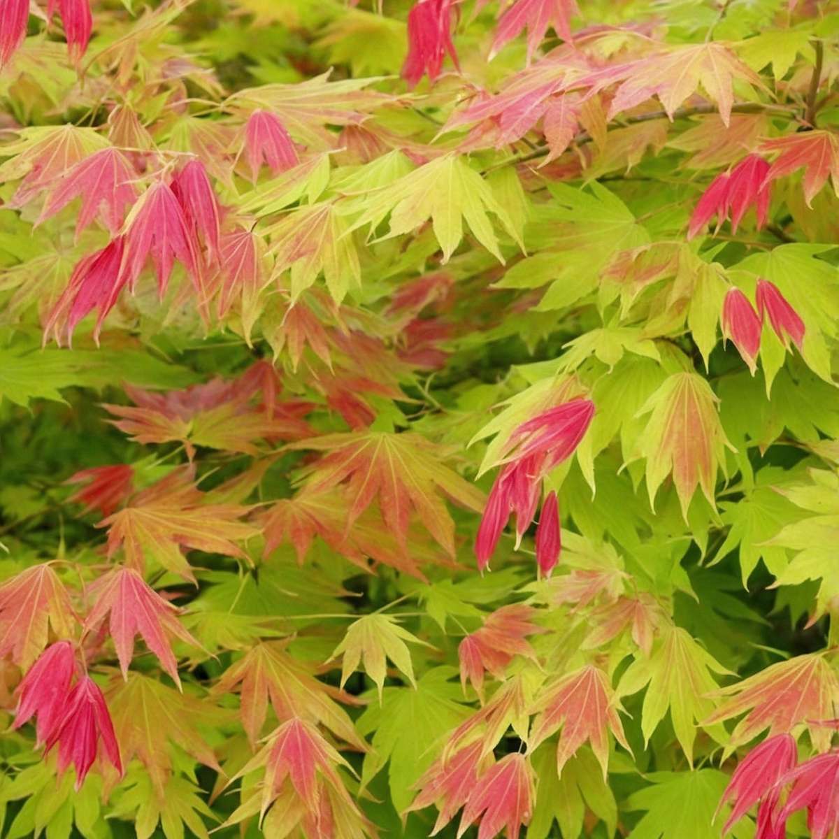 Japanese Maples Japanischer Ahorn - Acer Palmatum 'Moonrise' - Höhe 40-50Cm - ⌀19Cm 