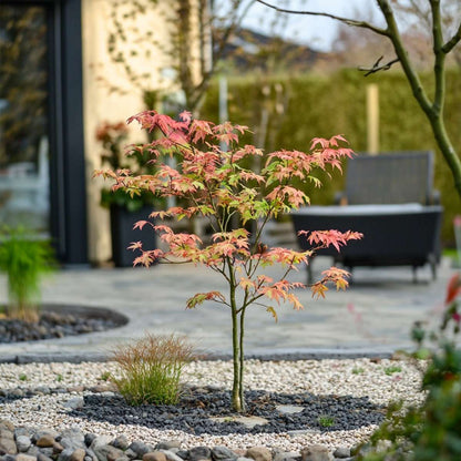 Japanese Maples Japanischer Ahorn - Acer Palmatum 'Moonrise' - Höhe 40-50Cm - ⌀19Cm 