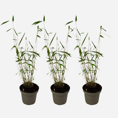 Bamboo Shrubs Bambus - 3 Stk - Fargesia Papyrifera 'Blue Dragon' - Höhe 30-40Cm - ⌀13Cm 