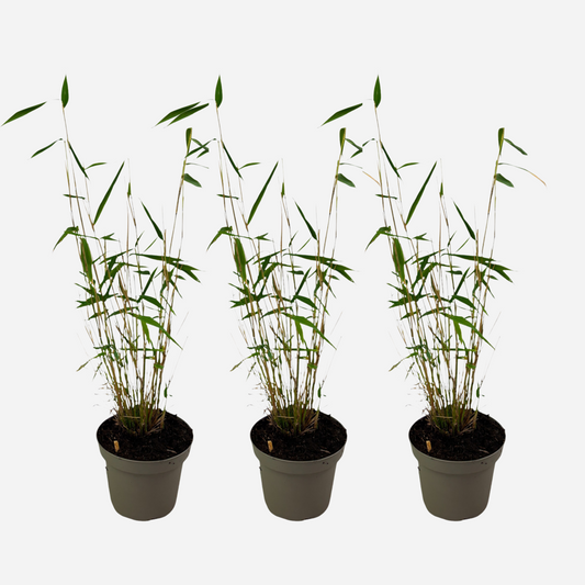 Bamboo Shrubs Bambus - 3 Stk - Fargesia Papyrifera 'Blue Dragon' - Höhe 30-40Cm - ⌀13Cm 