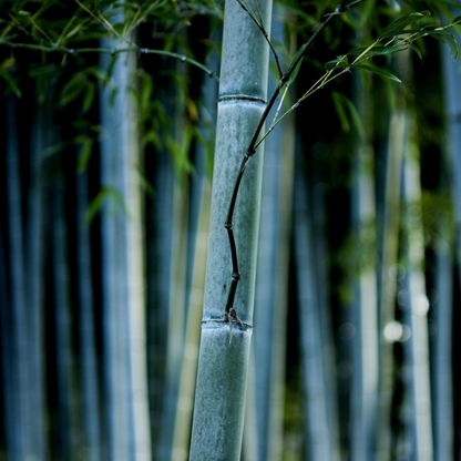 Bamboo Shrubs Bambus - 3 Stk - Fargesia Papyrifera 'Blue Dragon' - Höhe 30-40Cm - ⌀13Cm 