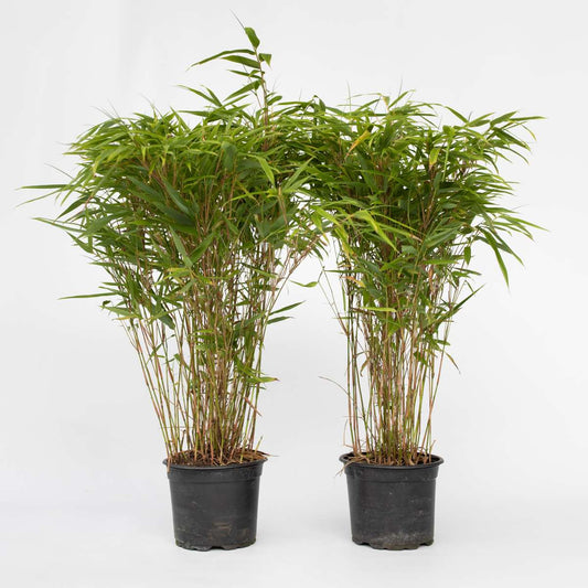 Bamboo Shrubs Bambus - 6 Stk - Fargesia Nitida 'Gansu' - Höhe 50-70Cm - ⌀17Cm 
