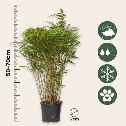 Bamboo Shrubs Bambus - 4 Stk - Fargesia Nitida 'Gansu' - Höhe 50-70Cm - ⌀17Cm 