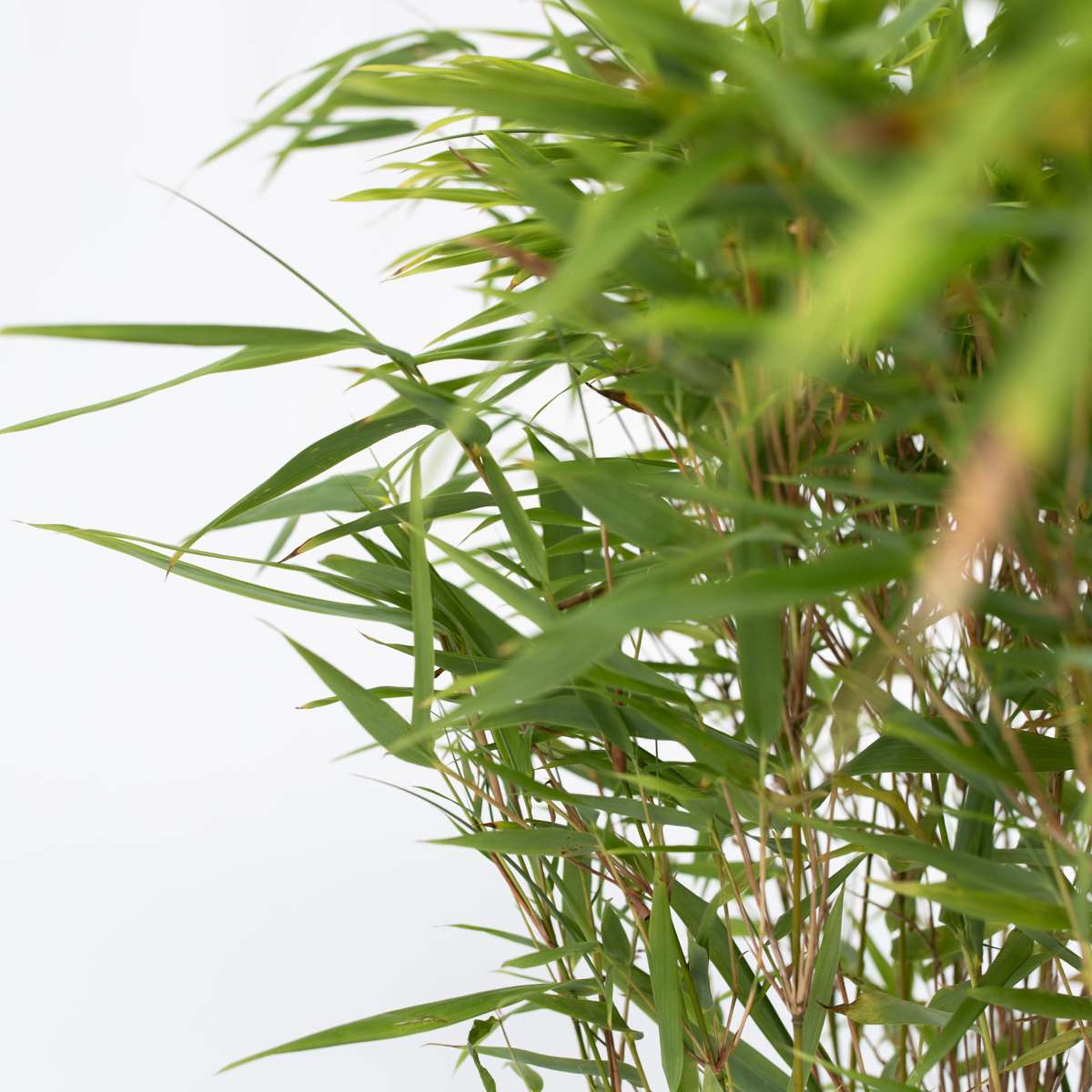 Bamboo Shrubs Bambus - 2 Stk - Fargesia Nitida 'Gansu' - Höhe 50-70Cm - ⌀17Cm 