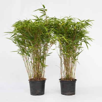 Bamboo Shrubs Bambus - 2 Stk - Fargesia Nitida 'Gansu' - Höhe 50-70Cm - ⌀17Cm 