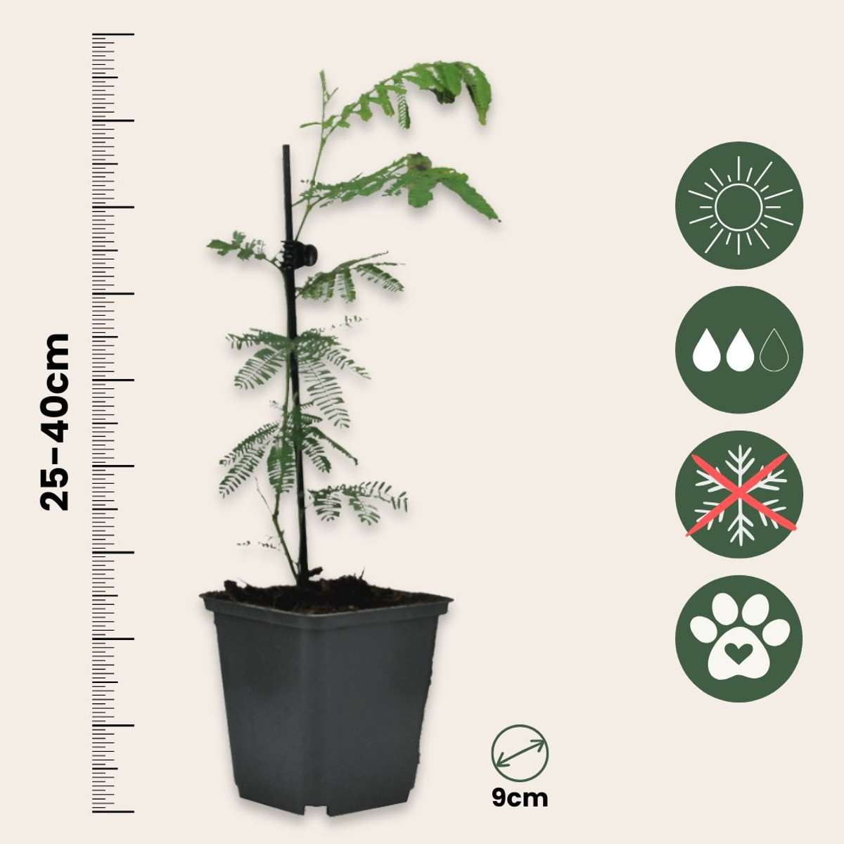 Other Shrubs Mimosenstrauch - 6 Stk - Mimosa Dealbata - Höhe 25-40Cm - ⌀9Cm 