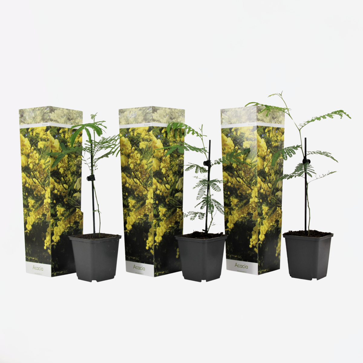 Other Shrubs Mimosenstrauch - 3 Stk - Mimosa Dealbata - Höhe 25-40Cm - ⌀9Cm 