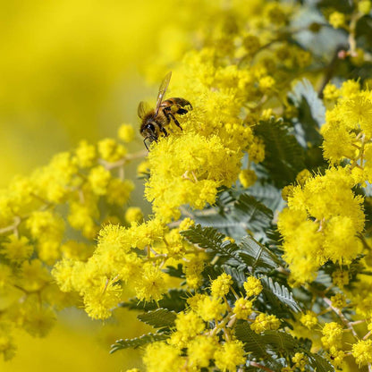 Other Shrubs Mimosenstrauch - 3 Stk - Mimosa Dealbata - Höhe 25-40Cm - ⌀9Cm 