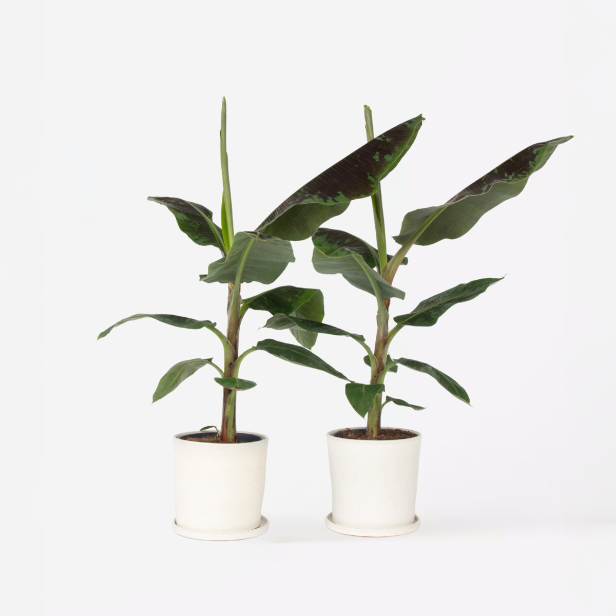 Other Green Houseplants Bananenpflanze - 2 Stk - Musa 'Dwarf Cavendish' - Höhe 90-100Cm - ⌀21Cm 
