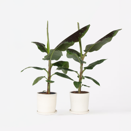 Other Green Houseplants Bananenpflanze - 2 Stk - Musa 'Dwarf Cavendish' - Höhe 90-100Cm - ⌀21Cm 