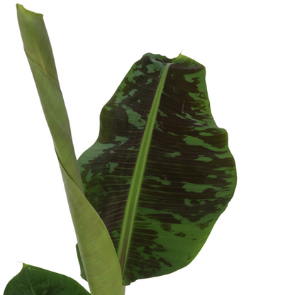 Other Green Houseplants Bananenpflanze - 2 Stk - Musa 'Dwarf Cavendish' - Höhe 90-100Cm - ⌀21Cm 