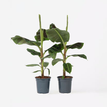 Other Green Houseplants Bananenpflanze - 2 Stk - Musa 'Dwarf Cavendish' - Höhe 90-100Cm - ⌀21Cm 
