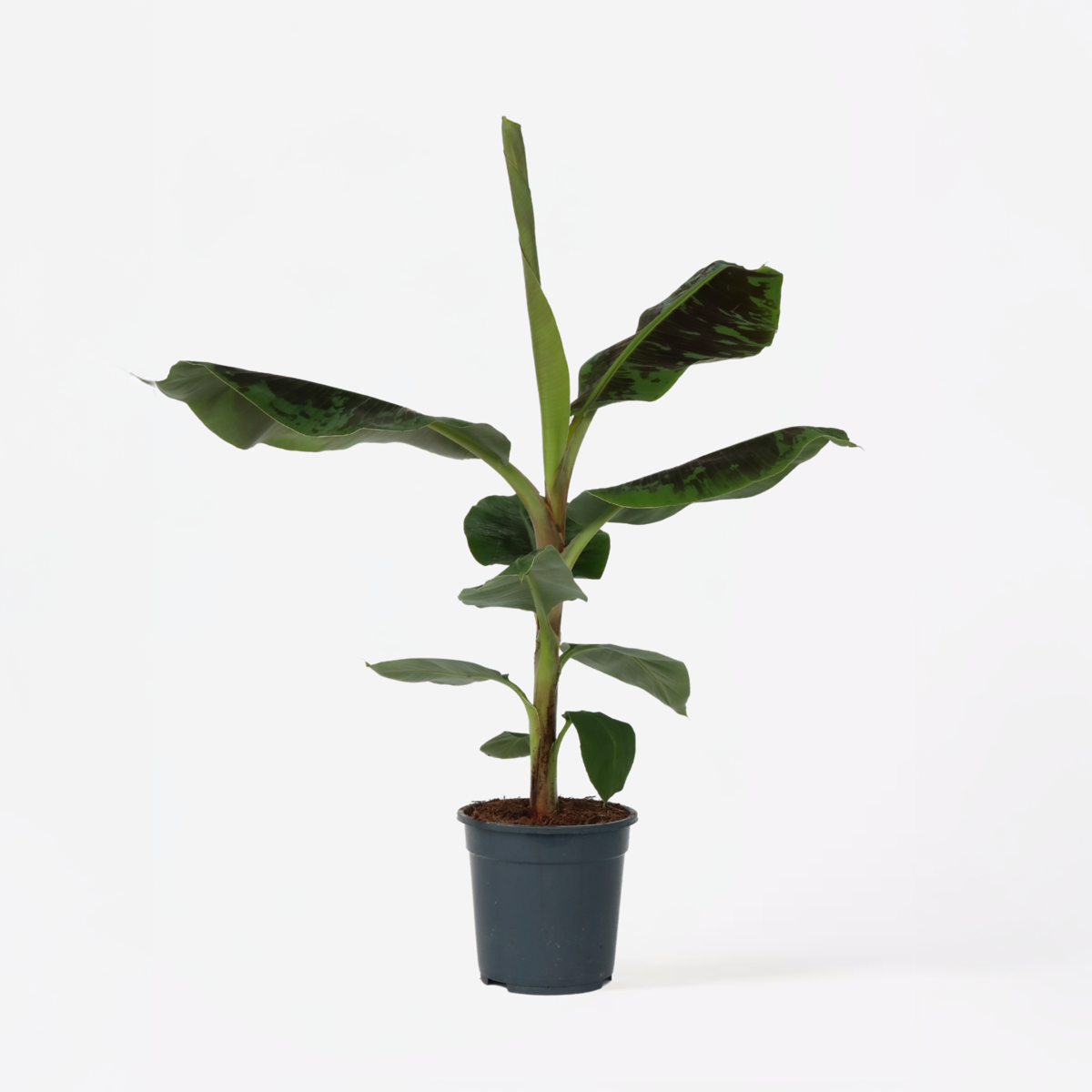 Other Green Houseplants Bananenpflanze - Musa 'Dwarf Cavendish' - Höhe 90-100Cm - ⌀21Cm 