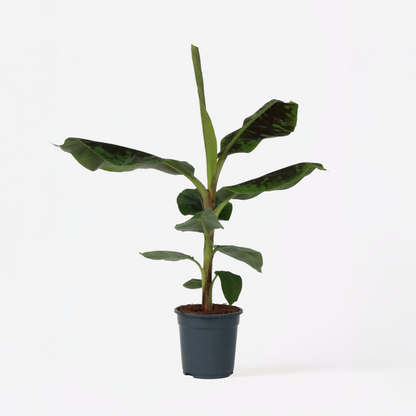 Other Green Houseplants Bananenpflanze - Musa 'Dwarf Cavendish' - Höhe 90-100Cm - ⌀21Cm 