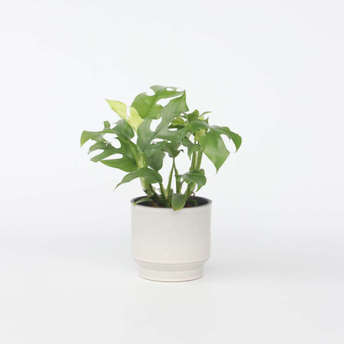 Monstera Fensterblatt - Rhaphidophora Tetrasperma - Höhe 20-30Cm - ⌀12Cm 