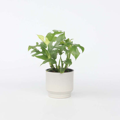 Monstera Fensterblatt - Rhaphidophora Tetrasperma - Höhe 20-30Cm - ⌀12Cm 