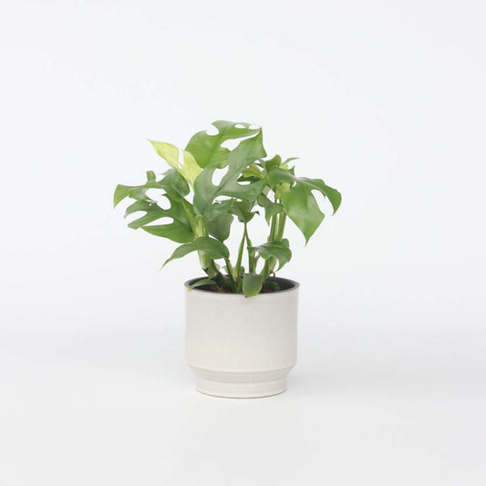 Monstera Fensterblatt - Rhaphidophora Tetrasperma - Höhe 20-30Cm - ⌀12Cm 