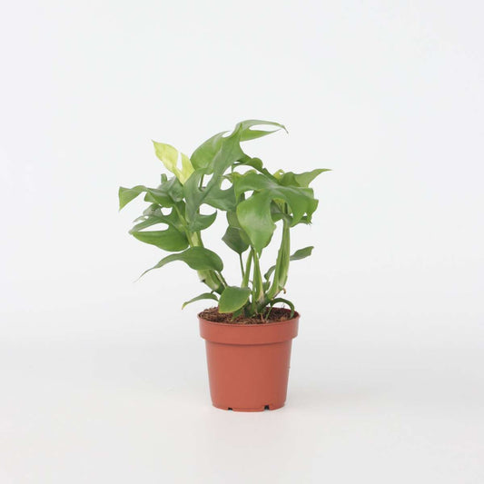 Monstera Fensterblatt - Rhaphidophora Tetrasperma - Höhe 20-30Cm - ⌀12Cm 