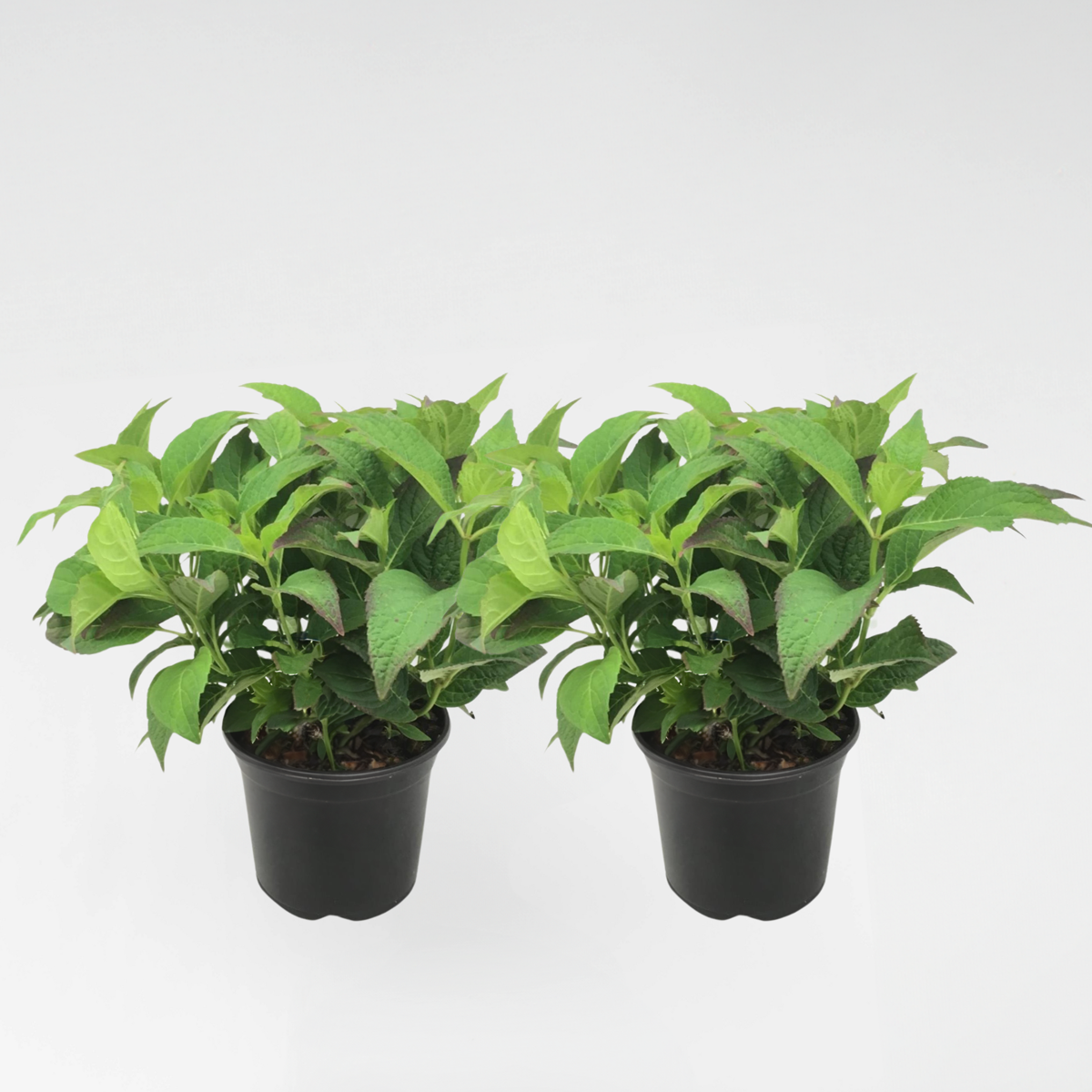 Hydrangea Hortensie - 2 Stk - Hydrangea Serrata 'Summerglow' - Höhe 25-40Cm - ⌀19Cm 