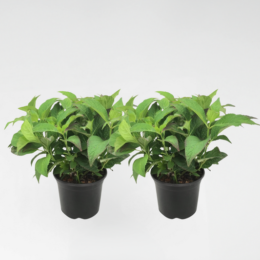 Hydrangea Hortensie - 2 Stk - Hydrangea Serrata 'Summerglow' - Höhe 25-40Cm - ⌀19Cm 