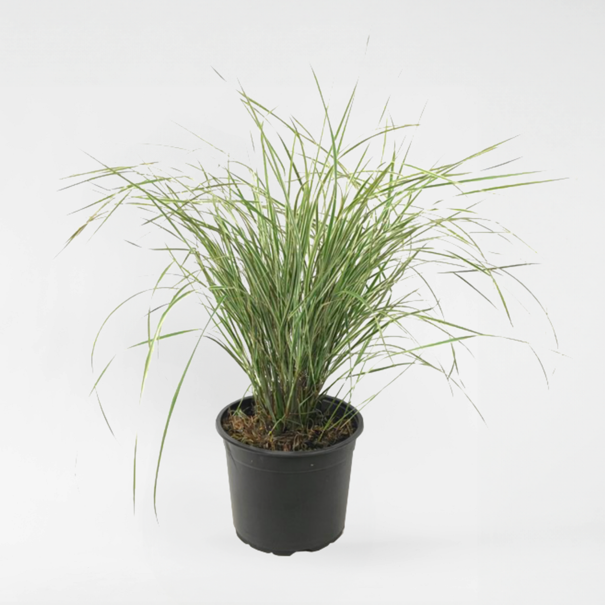 Ornamental Grasses Reitgras - Calamagrostis Acutiflora 'Overdam' - Höhe 20-30Cm - ⌀23Cm 