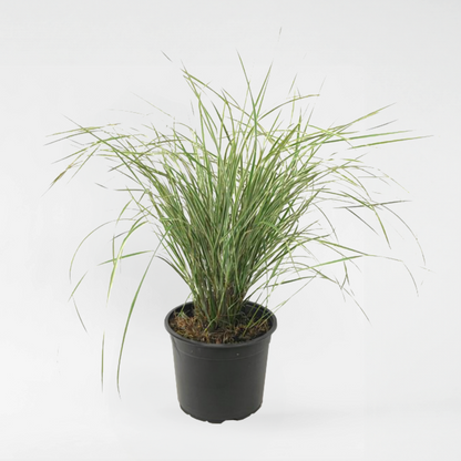 Ornamental Grasses Reitgras - Calamagrostis Acutiflora 'Overdam' - Höhe 20-30Cm - ⌀23Cm 