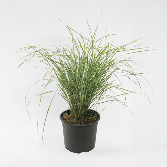 Ornamental Grasses Reitgras - Calamagrostis Acutiflora 'Overdam' - Höhe 20-30Cm - ⌀23Cm 