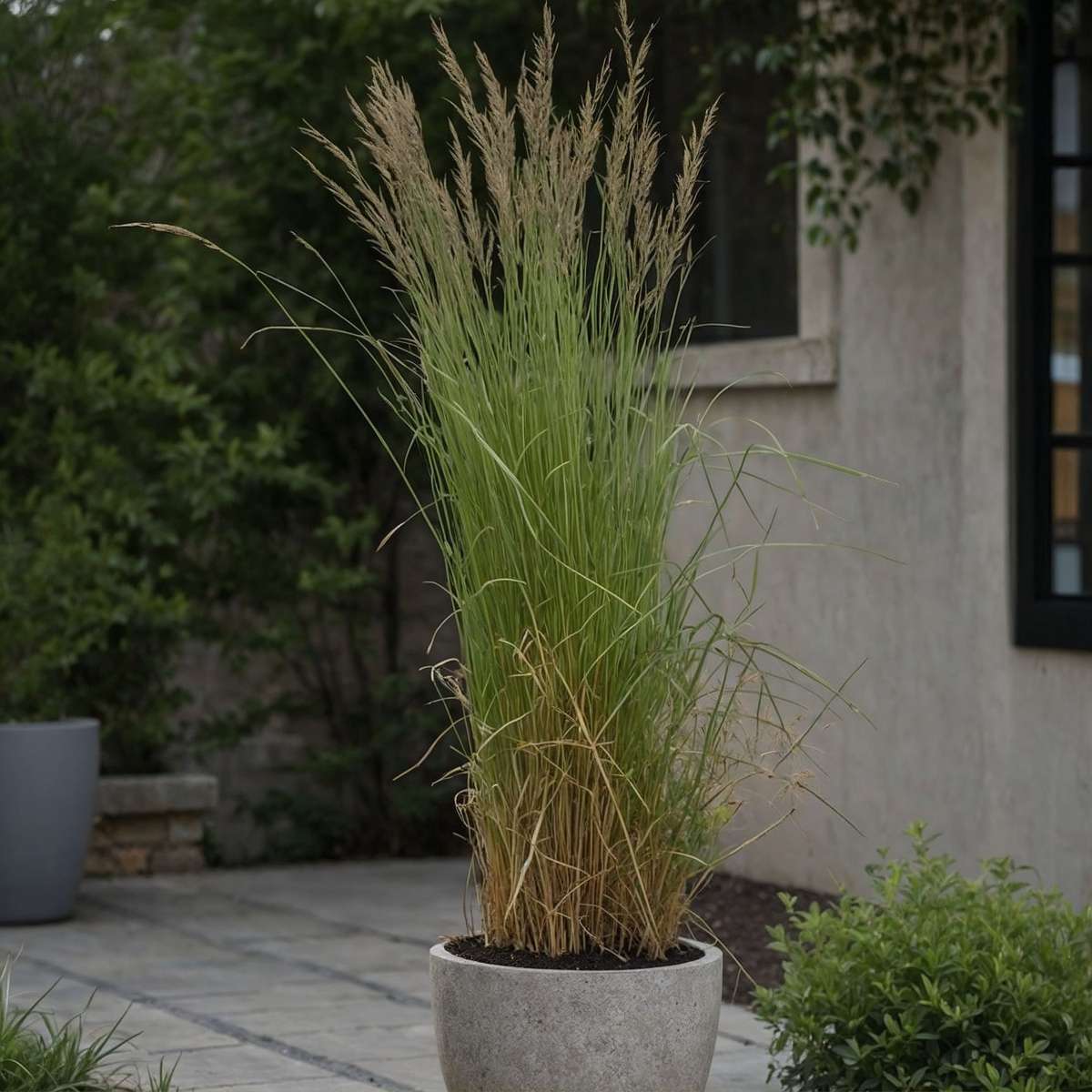 Ornamental Grasses Reitgras - Calamagrostis Acutiflora 'Overdam' - Höhe 20-30Cm - ⌀23Cm 
