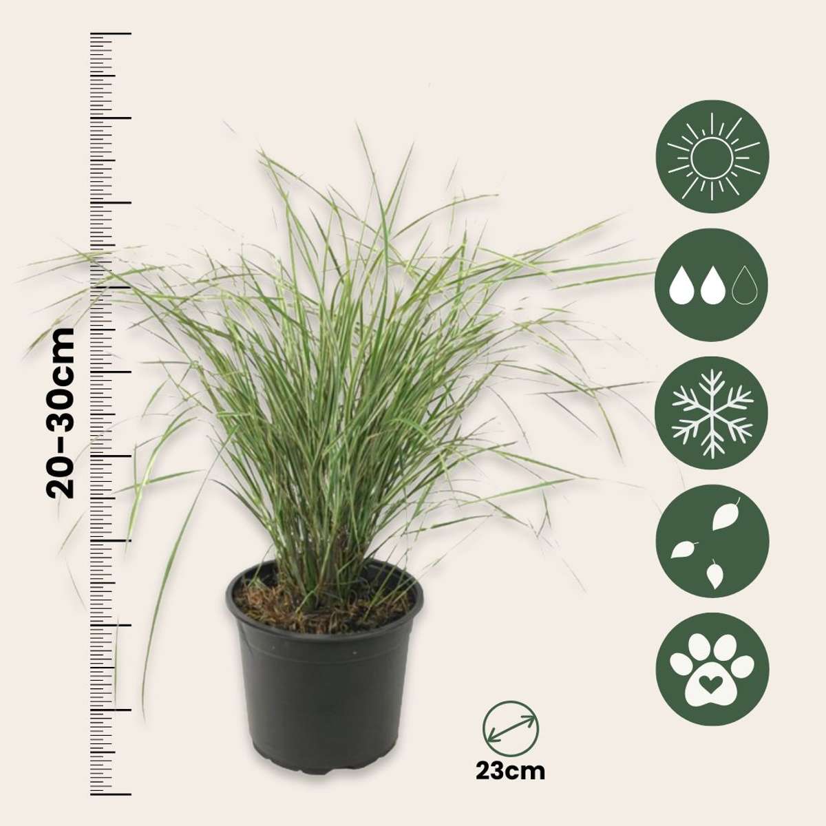 Ornamental Grasses Reitgras - Calamagrostis Acutiflora 'Overdam' - Höhe 20-30Cm - ⌀23Cm 
