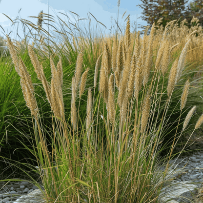 Ornamental Grasses Reitgras - Calamagrostis Acutiflora 'Overdam' - Höhe 20-30Cm - ⌀23Cm 