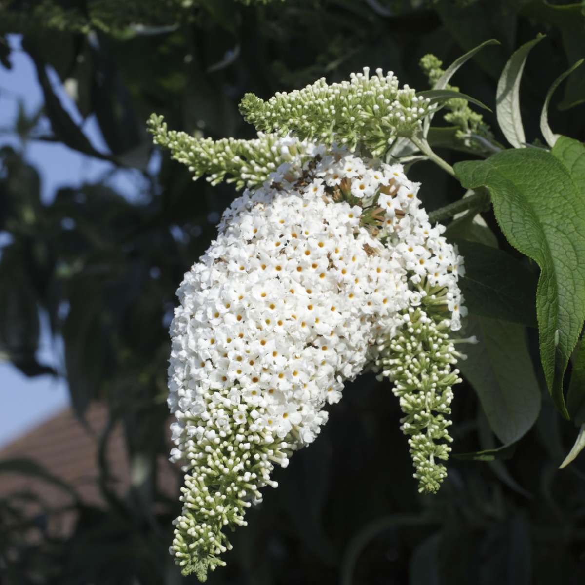Buddleja Shrubs Schmetterlingsfliedern - 6 Stk - Buddleja Davidii - Höhe 25-40Cm - ⌀9Cm 