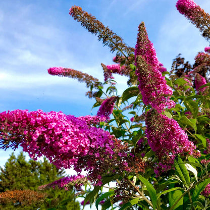 Buddleja Shrubs Schmetterlingsfliedern - 6 Stk - Buddleja Davidii - Höhe 25-40Cm - ⌀9Cm 