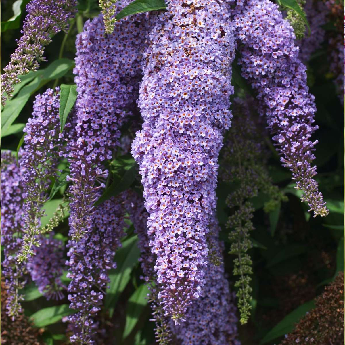 Buddleja Shrubs Schmetterlingsfliedern - 3 Stk - Buddleja Davidii - Höhe 25-40Cm - ⌀9Cm 
