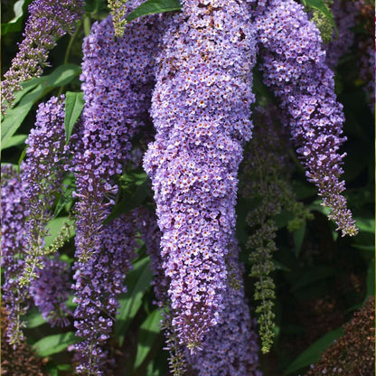 Buddleja Shrubs Schmetterlingsfliedern - 3 Stk - Buddleja Davidii - Höhe 25-40Cm - ⌀9Cm 