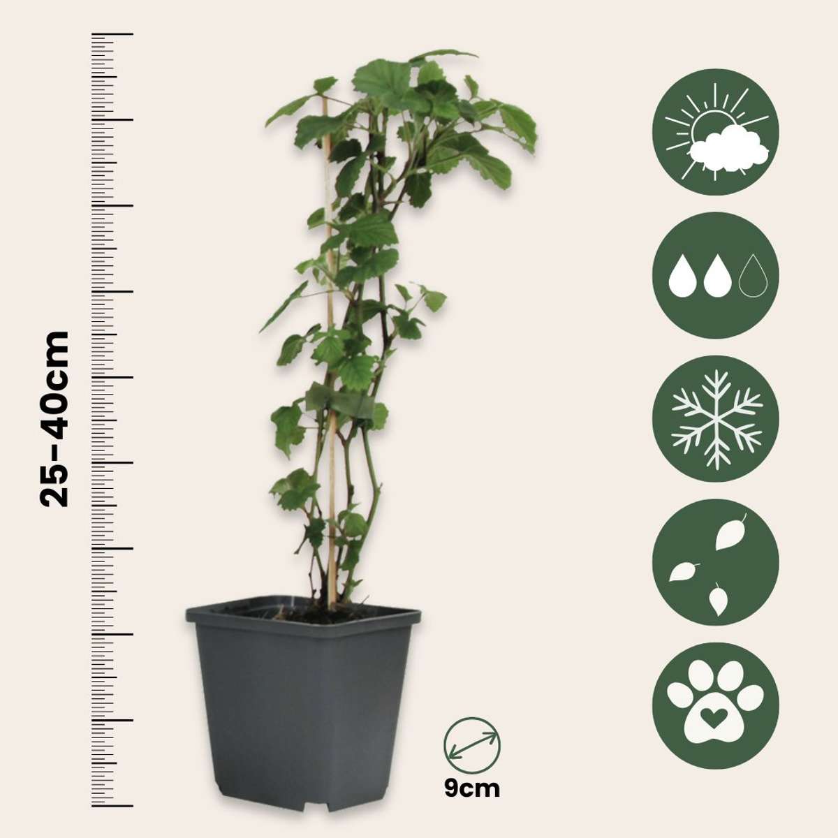 Fruit Trees Beerenpflanzen - 8 Stk - Rubus, Rubrum, Uva, Fructosus - Höhe 25-40Cm - ⌀9Cm 
