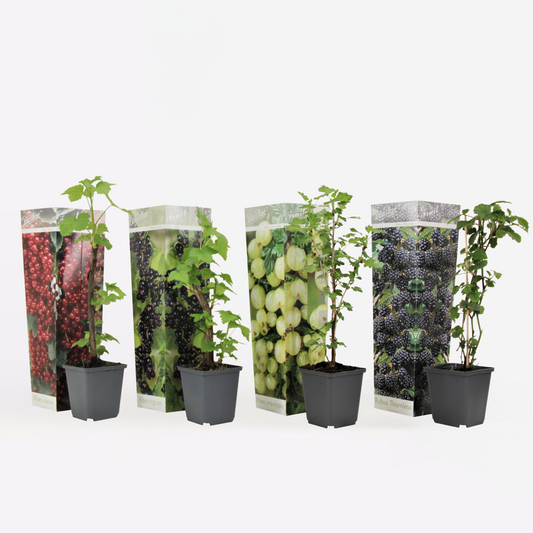 Fruit Trees Beerenpflanzen - 4 Stk - Rubus, Rubrum, Uva, Fructosus - Höhe 25-40Cm - ⌀9Cm 